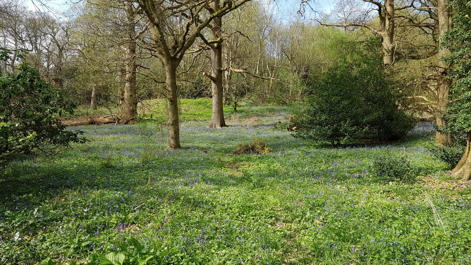 Bluebell Wood