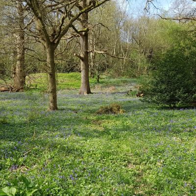 Bluebell Wood