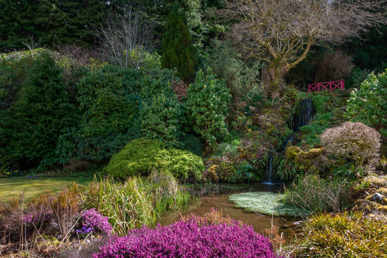 Mature Garden