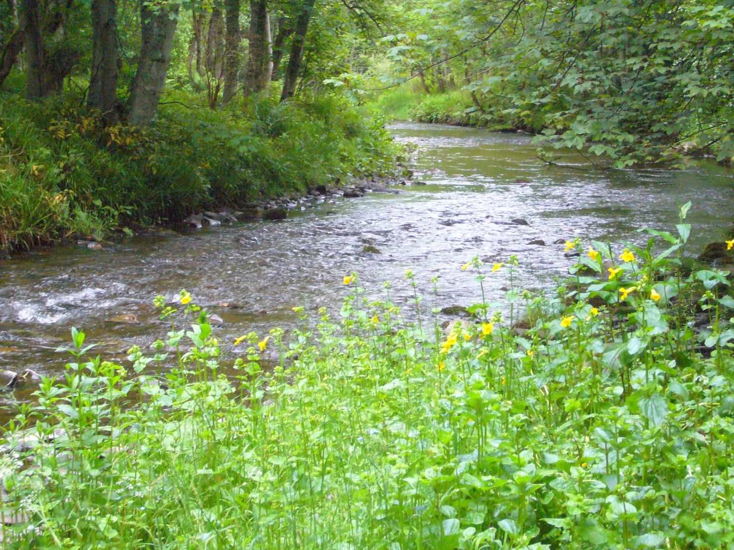 Riverbank