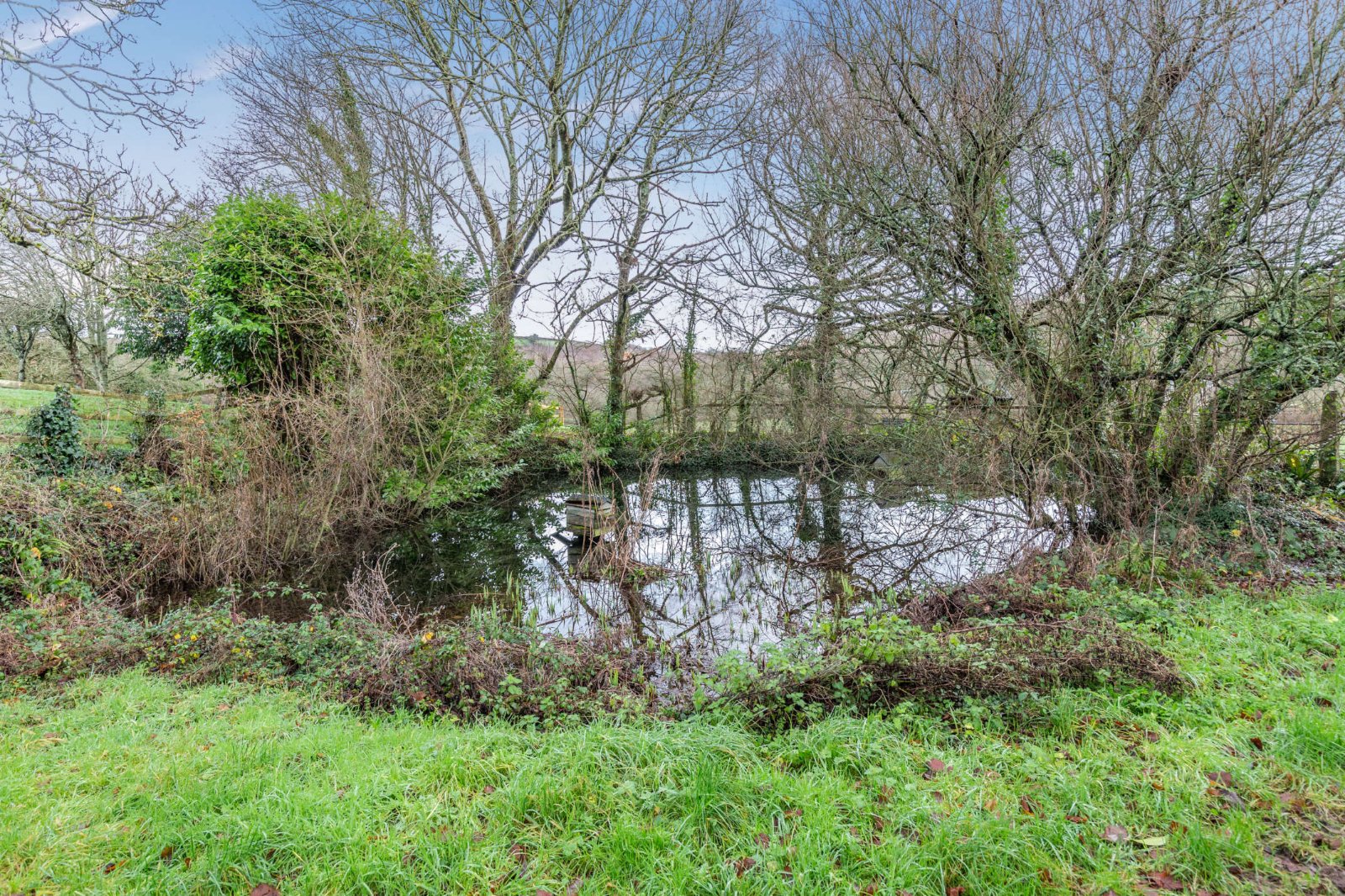 Pond