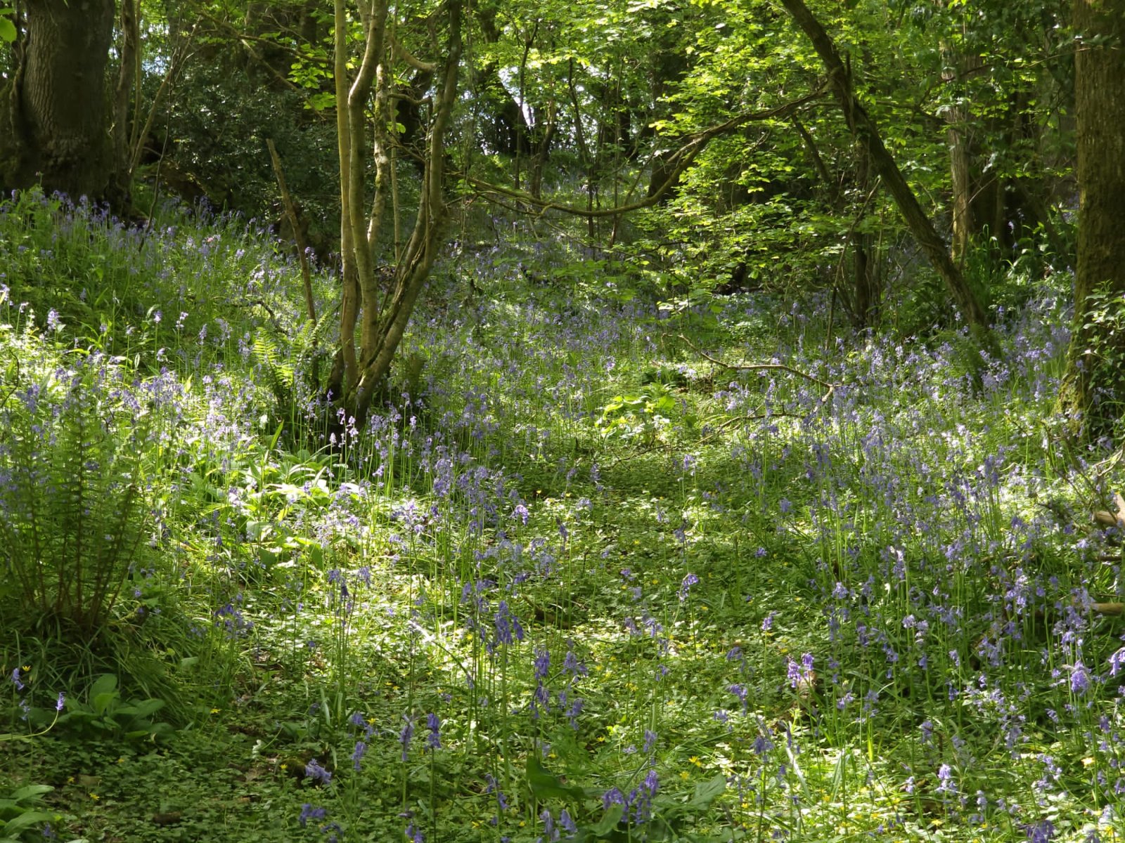Grounds
