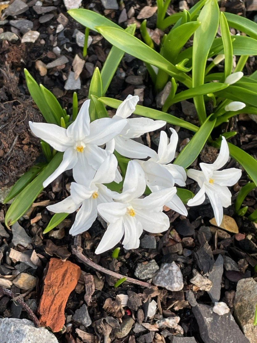 Fantastic Planting