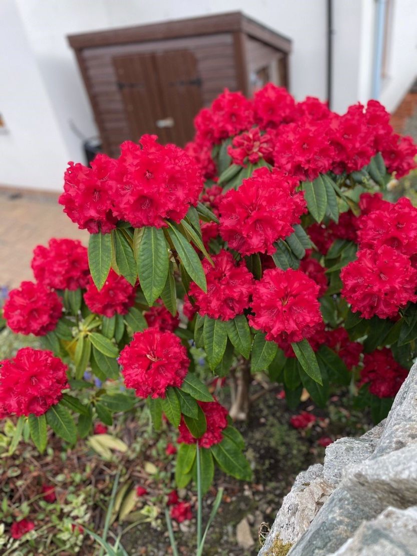 Fantastic Planting