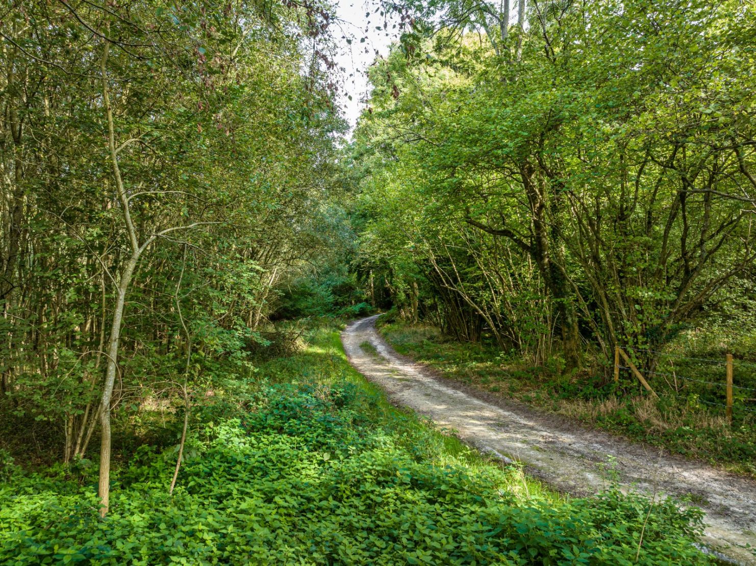 Woodland Track