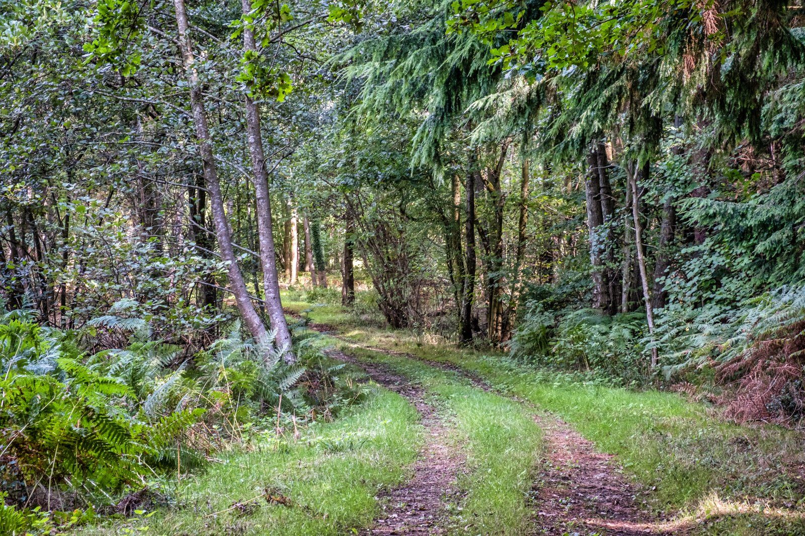 Woodland Track