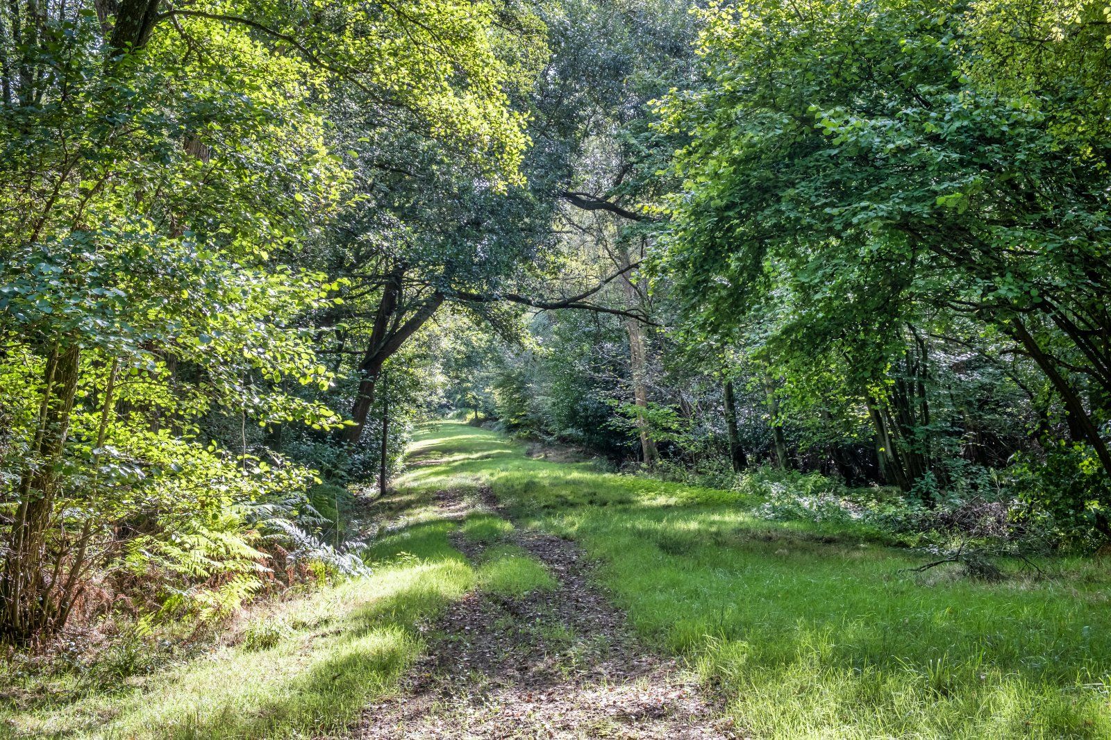 Woodland