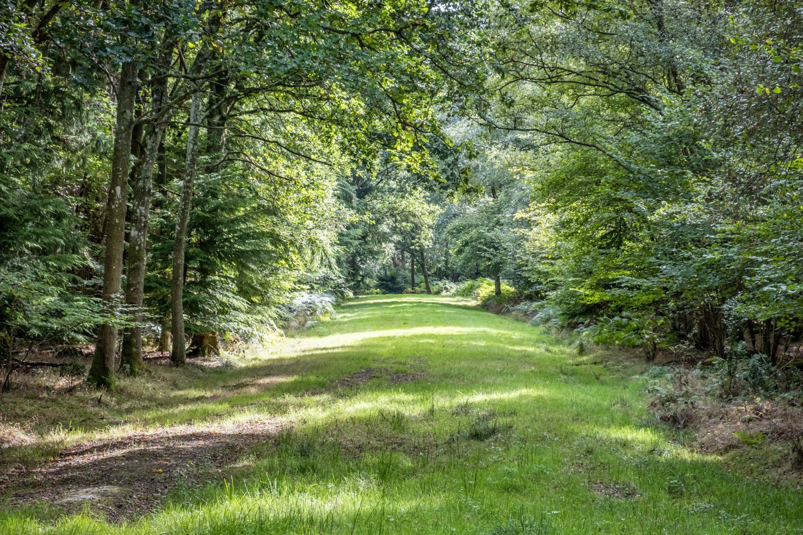 Woodland