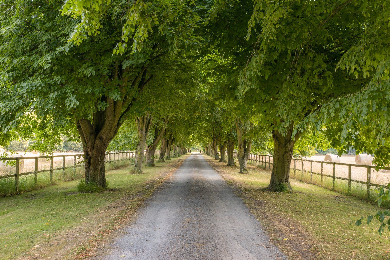 Tree Lined Drive