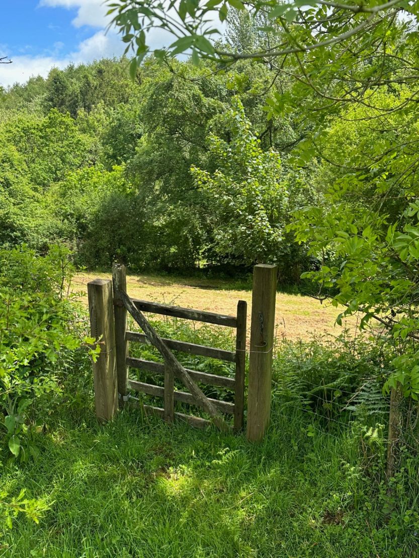 Picnic Meadow