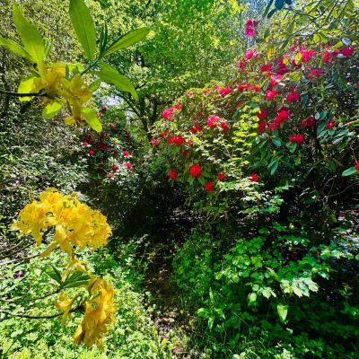 Rhododendron Path