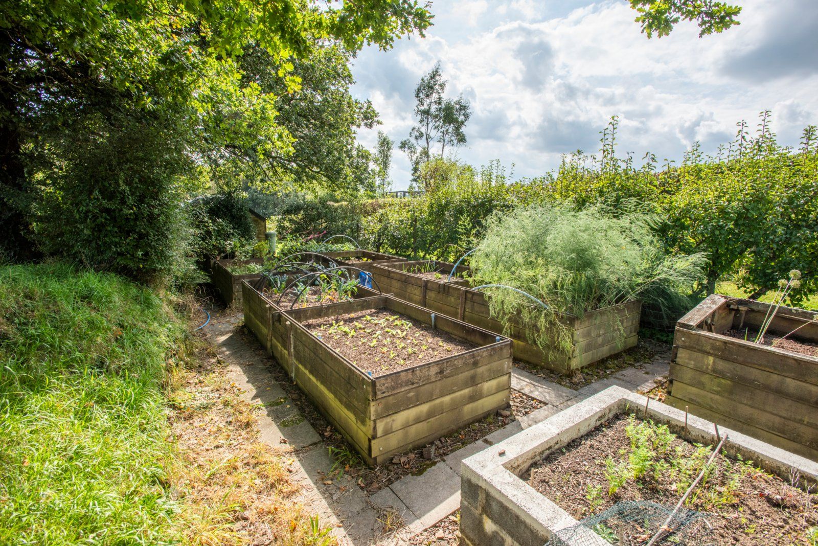 Vegetable Garden