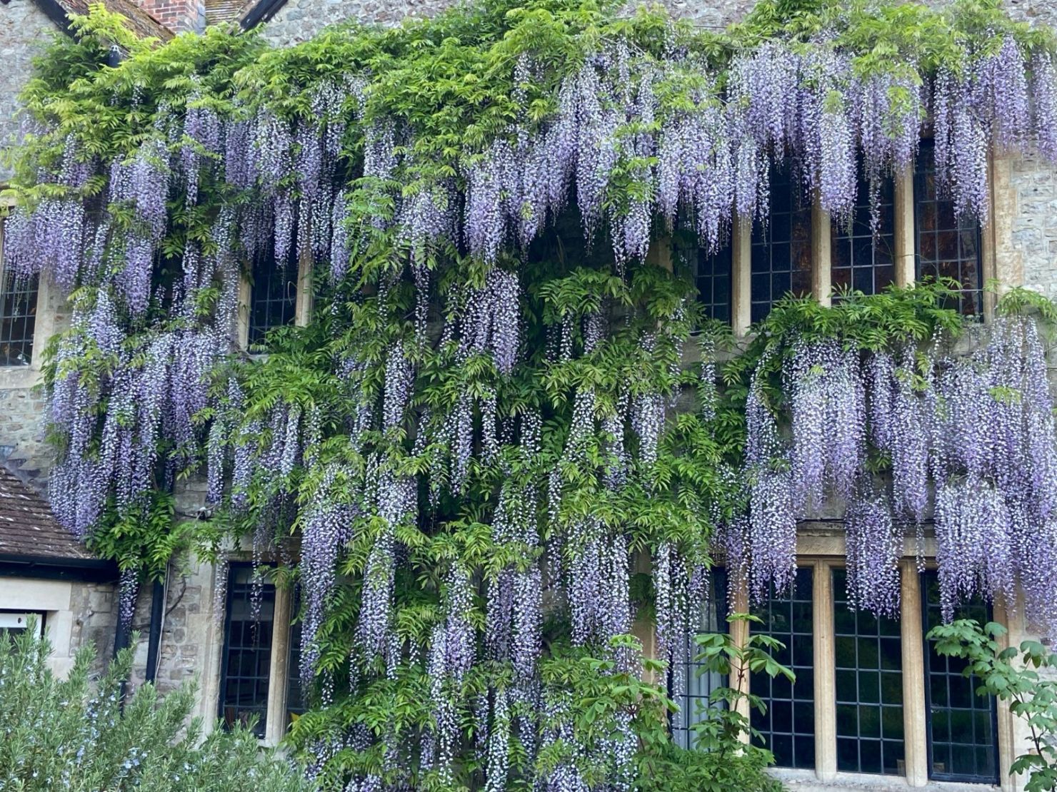 Wisteria