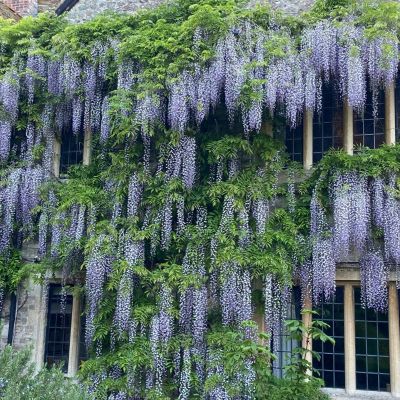 Wisteria