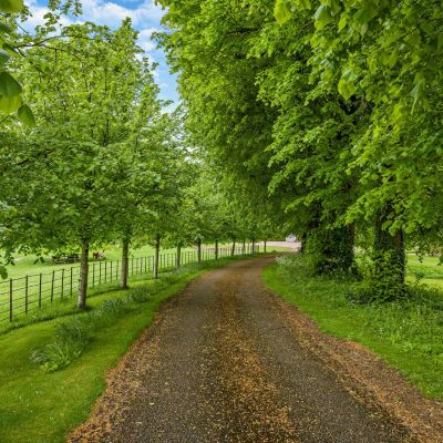 Tree Lined Drive