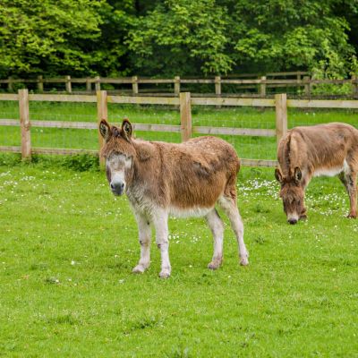 Paddocks