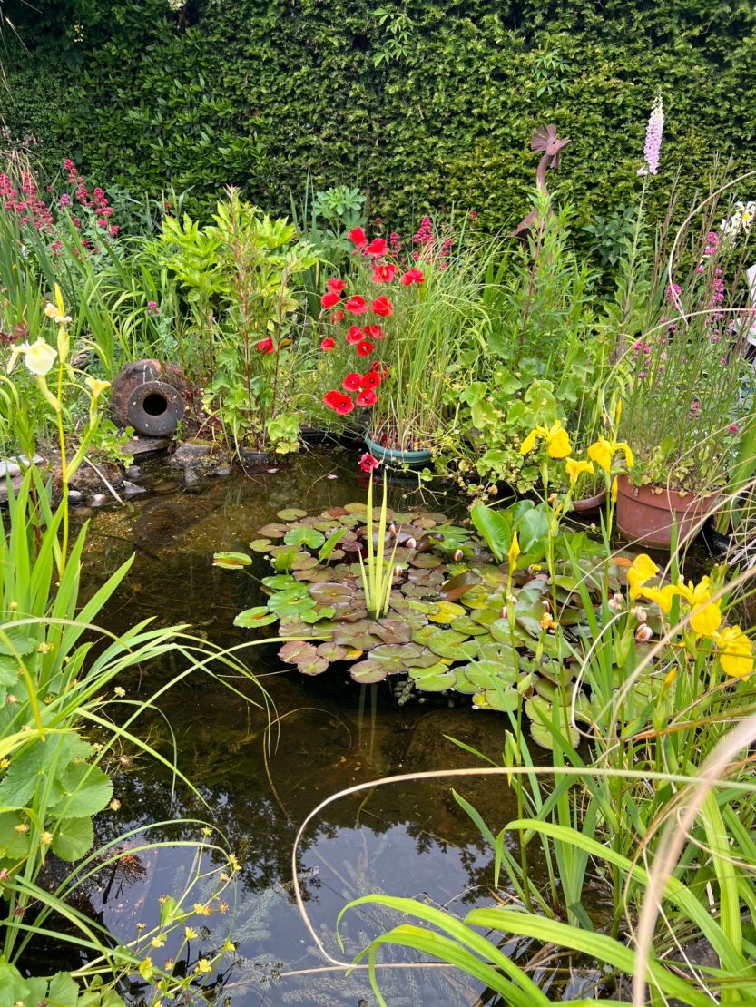 Pond