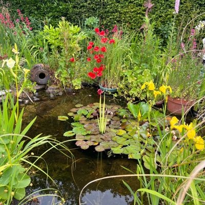 Pond