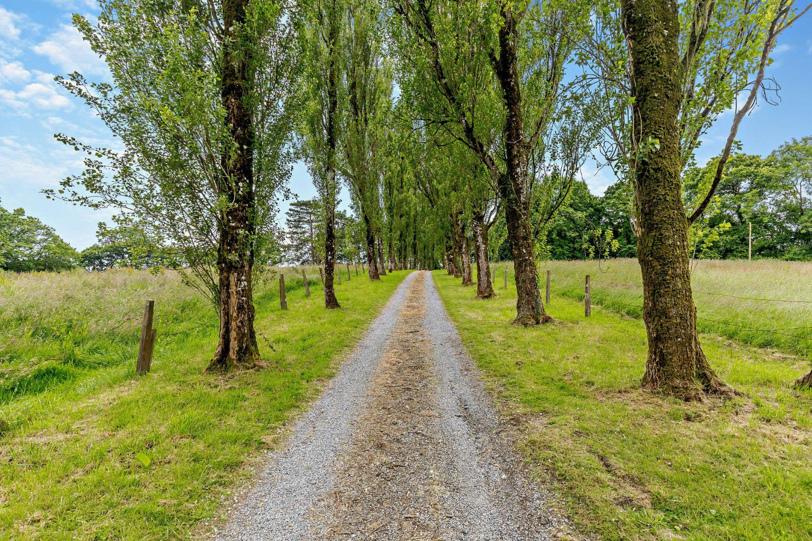 Tree Lined Driveway