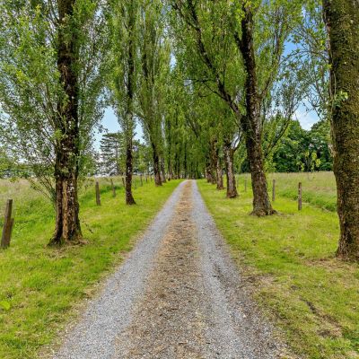 Tree Lined Driveway