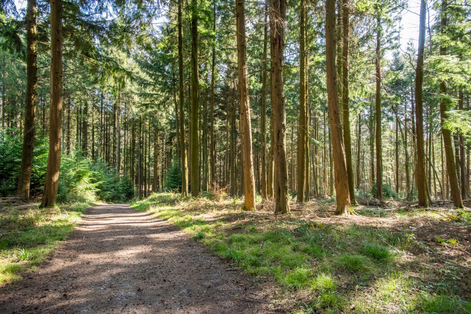 Woodland