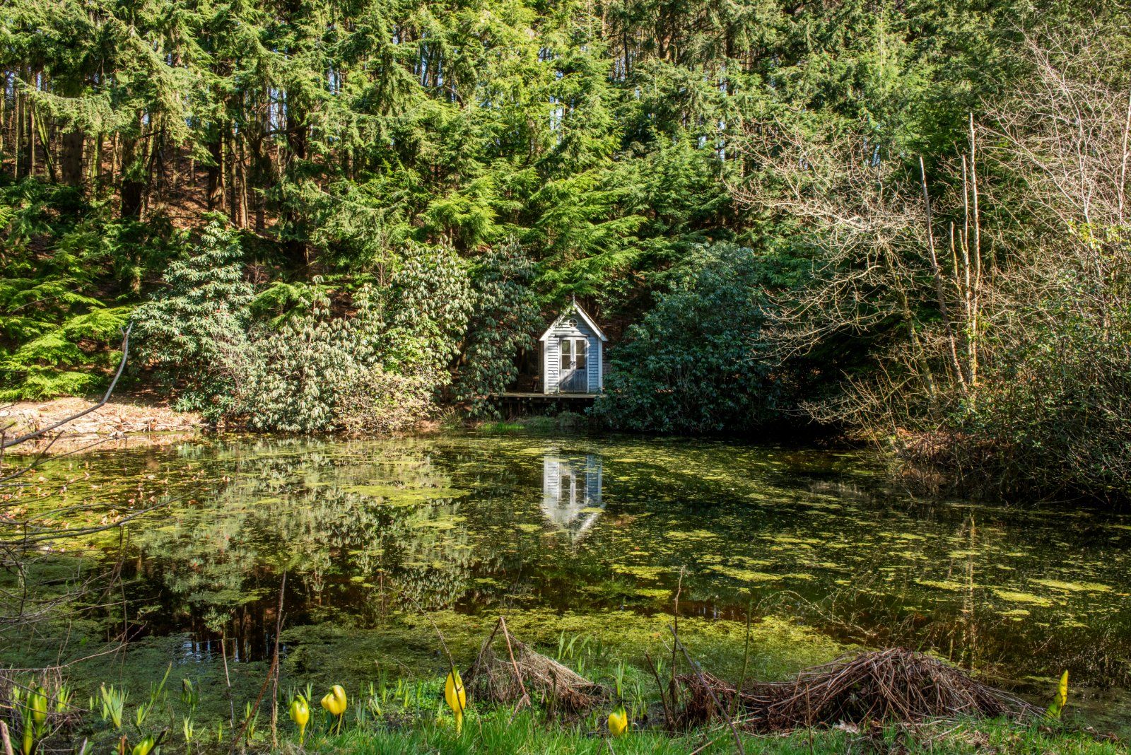 Pond