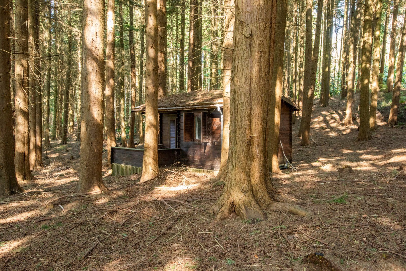 Woodland