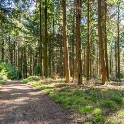 Woodland