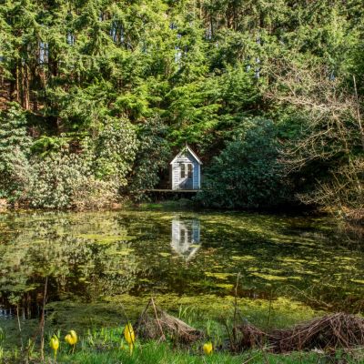 Pond
