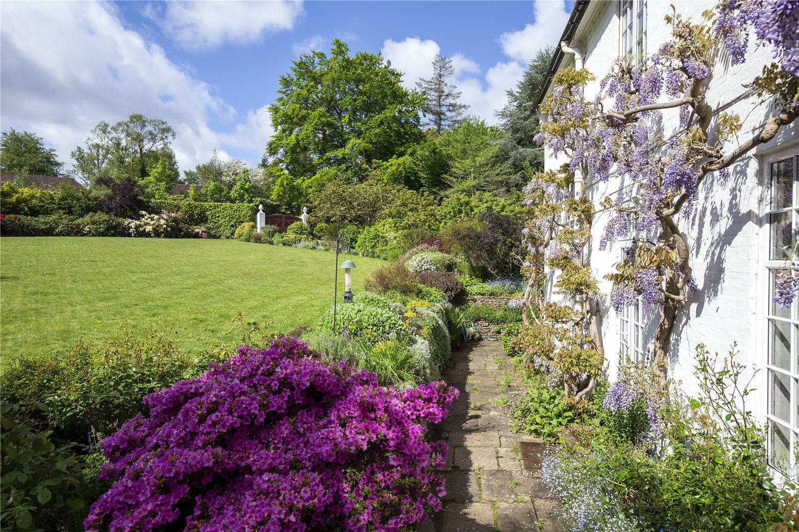 Wisteria