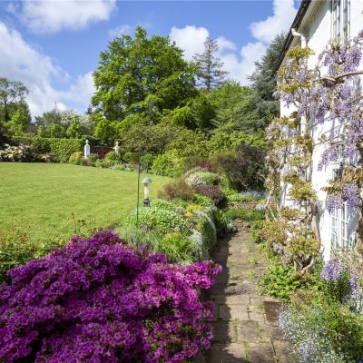 Wisteria