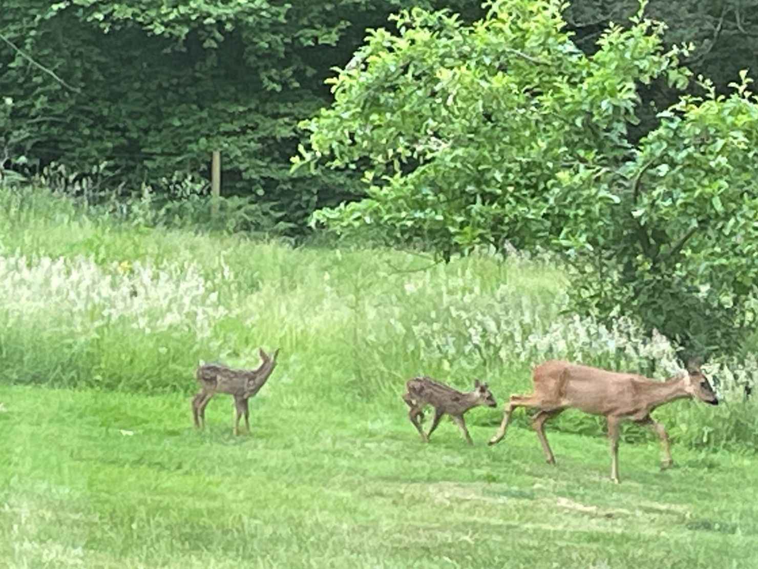 Wildlife At Folly