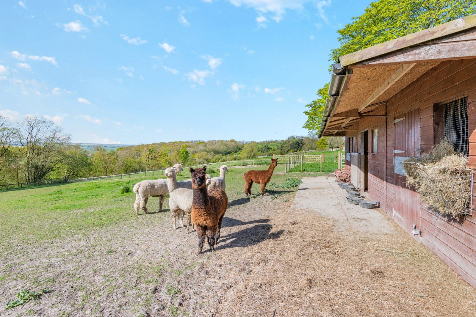 Animal Pen