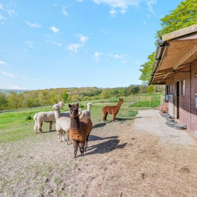 Animal Pen