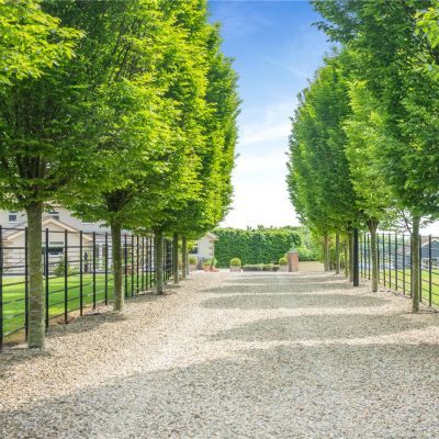 Tree Lined Driveway