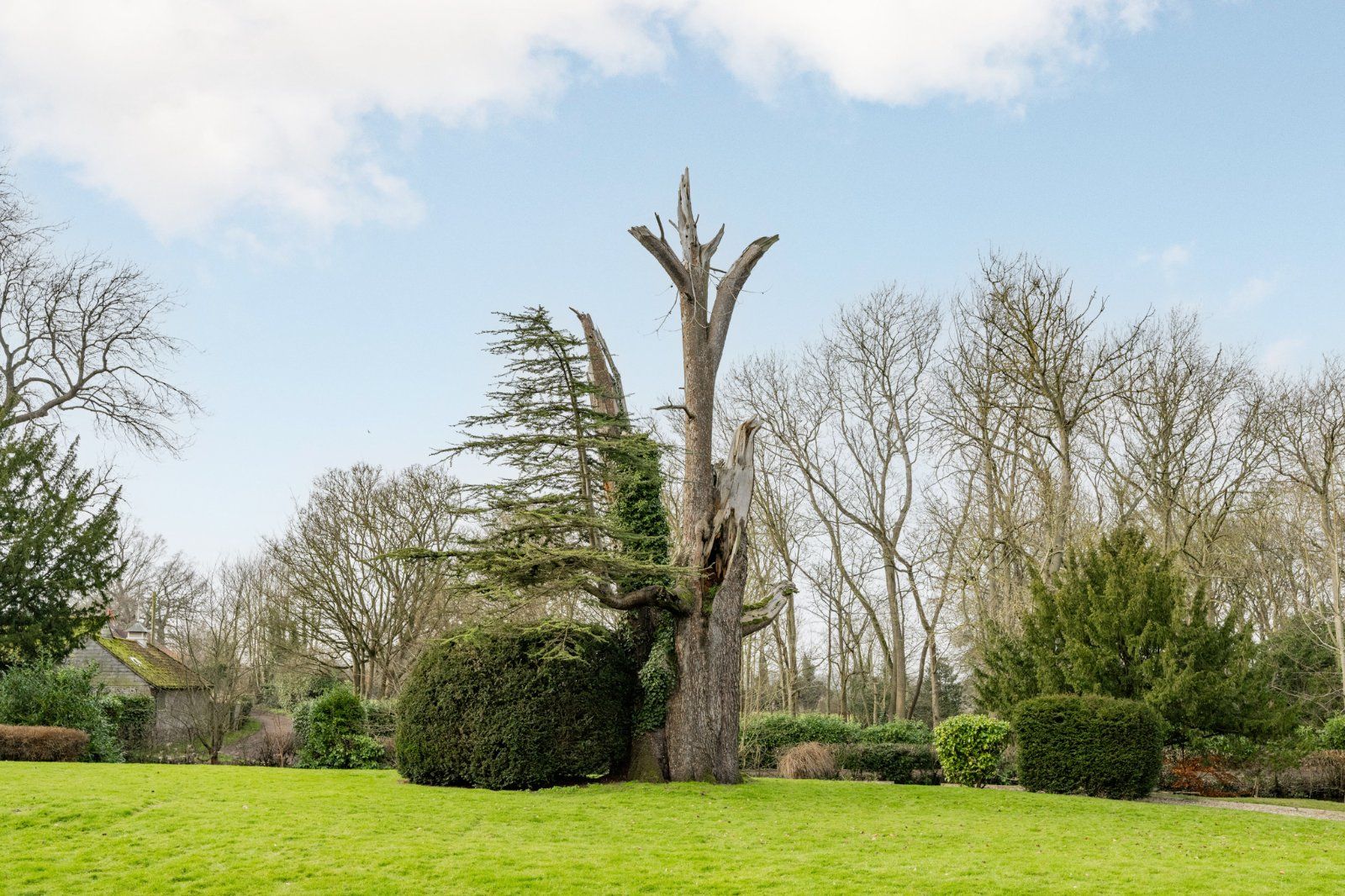 Cedar Tree Trunk