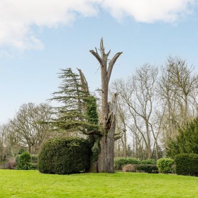 Cedar Tree Trunk