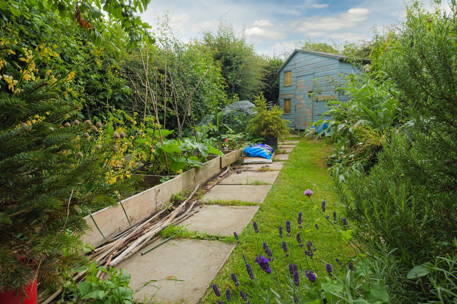 Meadow/Shed