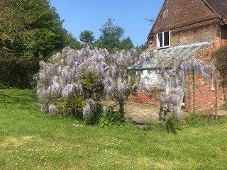 Wisteria