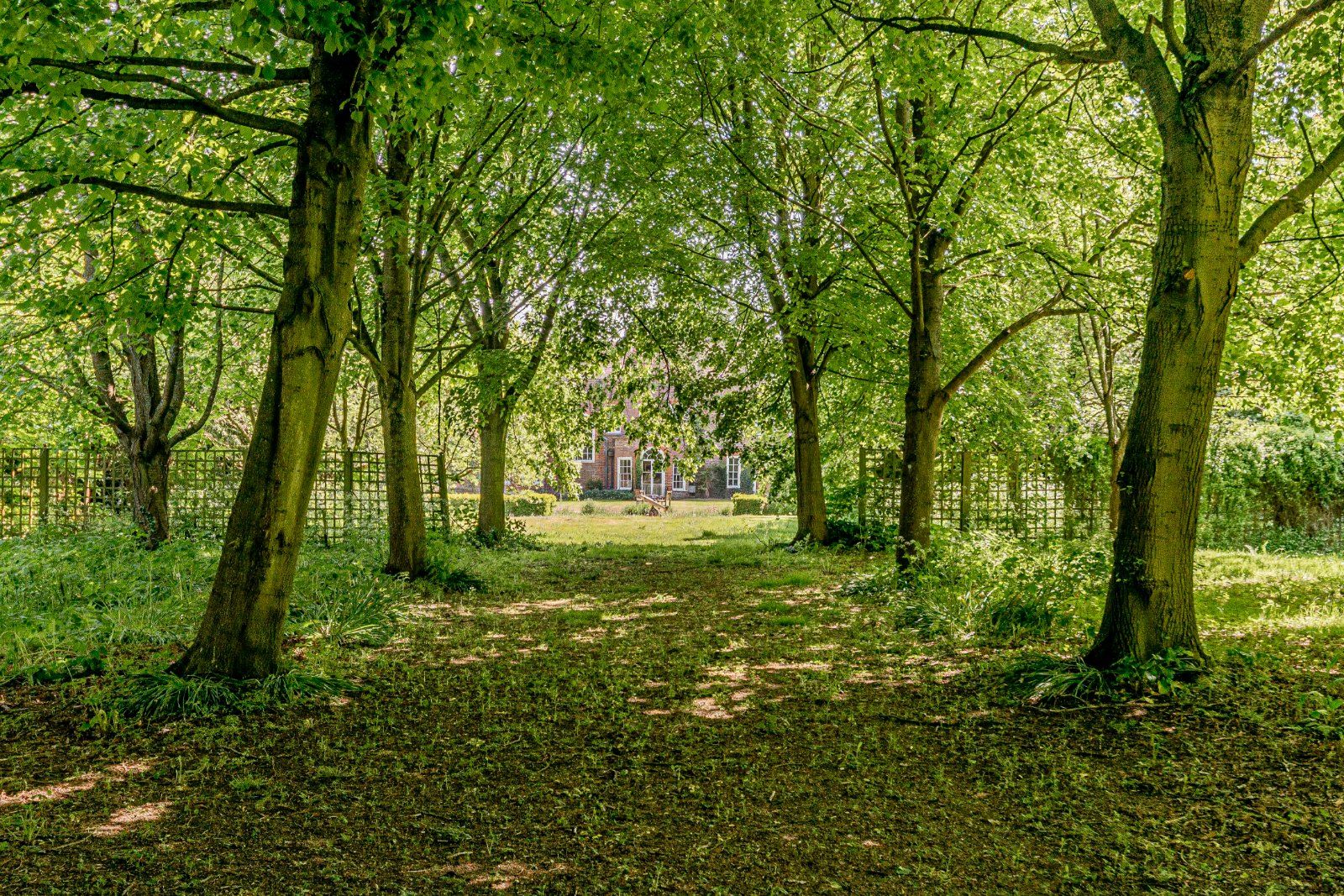Avenue Of Trees