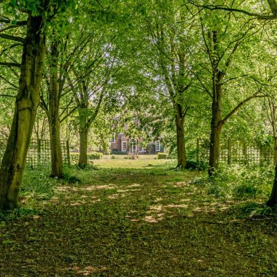Avenue Of Trees