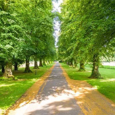 Tree Lined Driveway