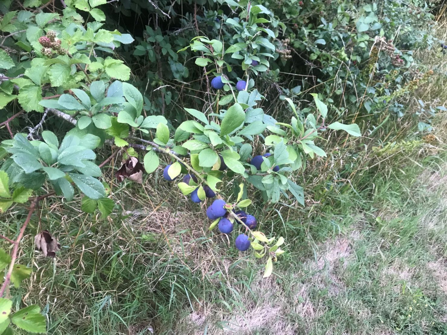 Damsons