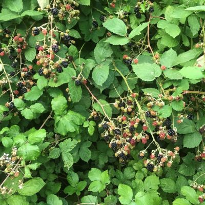 Blackberries