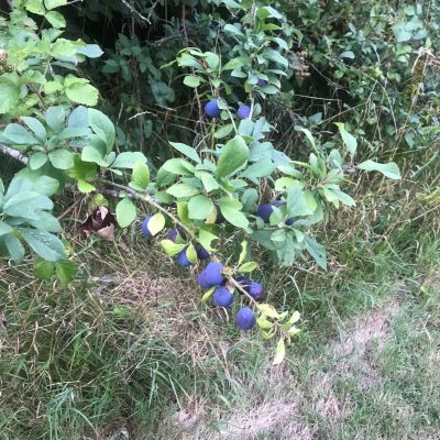 Damsons