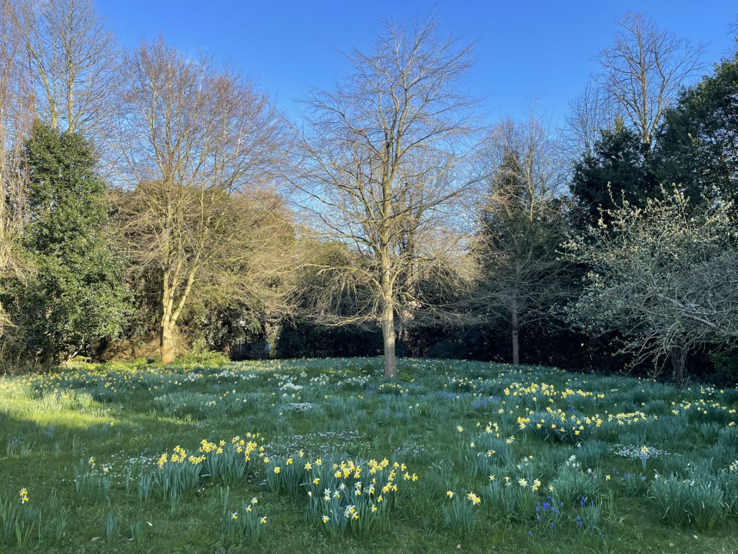 Grounds