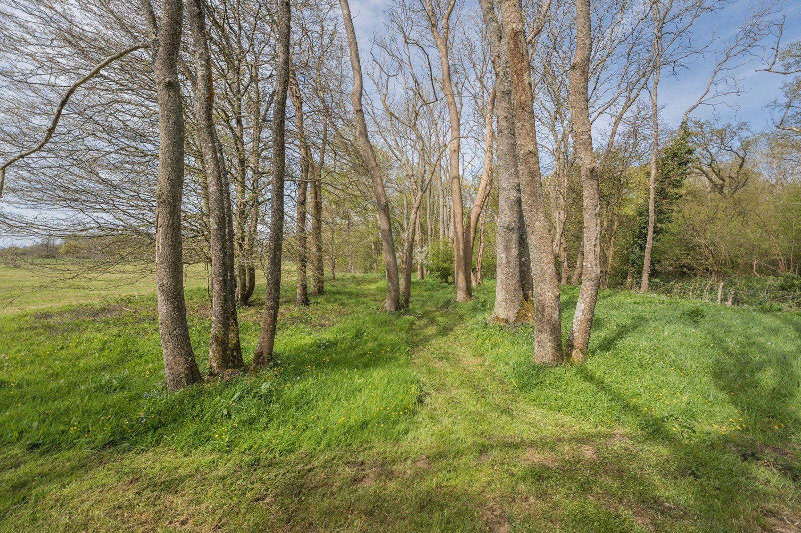 Woodland