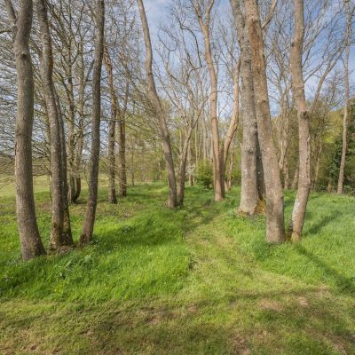 Woodland