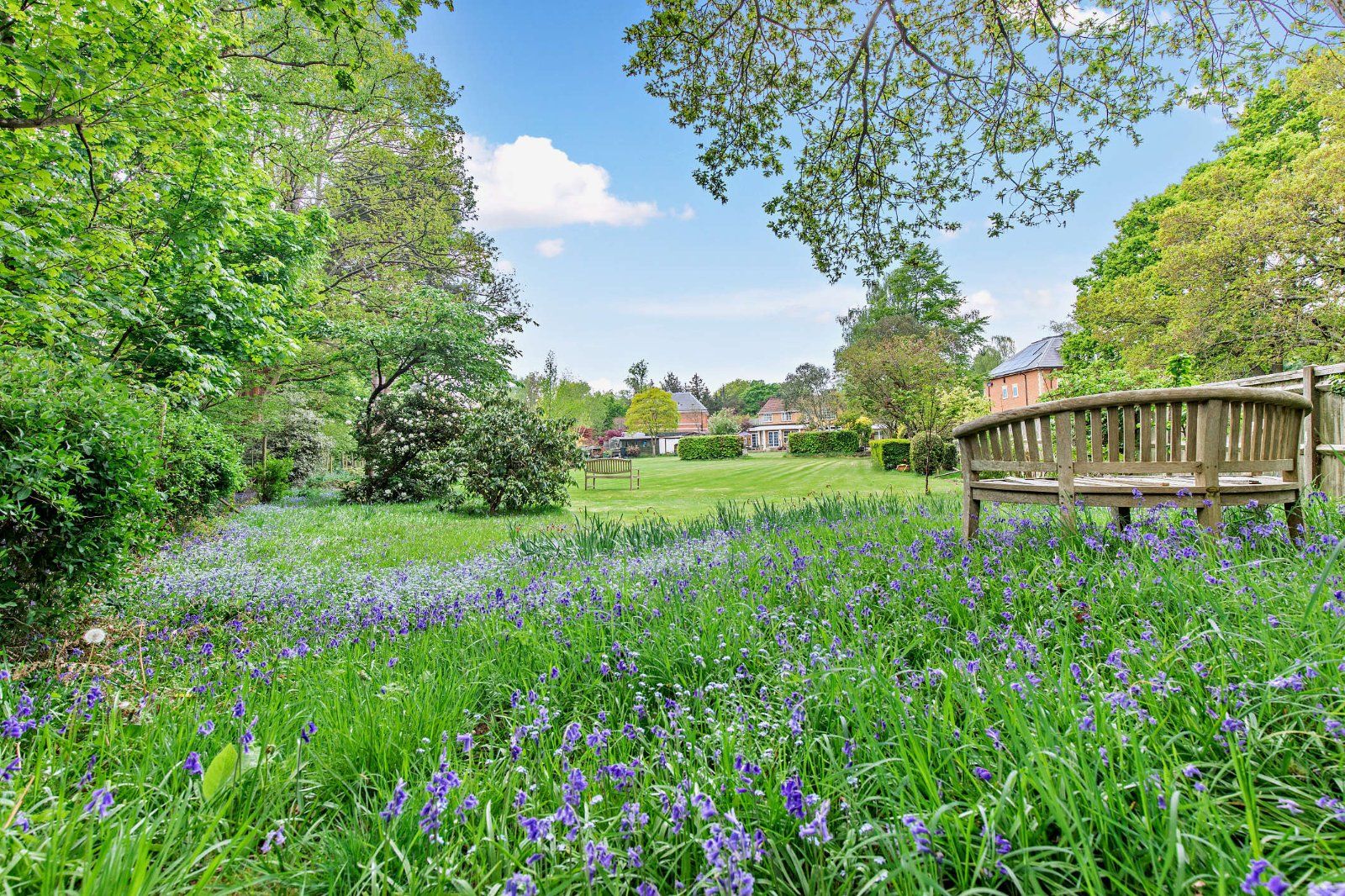 Bluebell Woodland