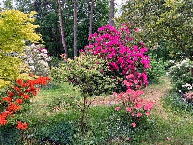 Rhododendrons